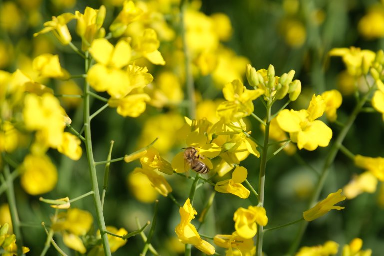 Rapsåkere er en av bienes viktigste kilder til nektar og pollen. Men disse sprøytes ofte med ugrasmidler som inneholder klopyralid.  Foto: Camilla Baumann