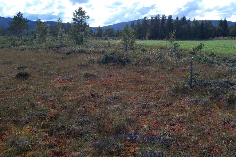Denne myra er kartlagt som dyrkbar i kartet Dyrkbar jord. Etter at nydyrking av myr vart forbode i 2019, er det ikkje lengre aktuelt å dyrka opp dette arealet. I særlege tilhøve er det imidlertid mogleg å få dispensasjon frå dette forbodet. Foto: Kjetil Fadnes