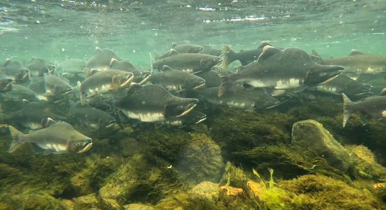 Etter oppgangen i elvene blir den gyteklare fisken gråbrun, og hannene utvikler den karakteristiske pukkelen. På dette stadiet er pukkellaksen uspiselig. Foto: Malin Solheim Høstmark