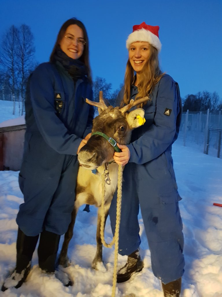 Reindeer 1 - Furrer & Meier - Image Credit - Gabriela Wagner - NIBIO.jpg