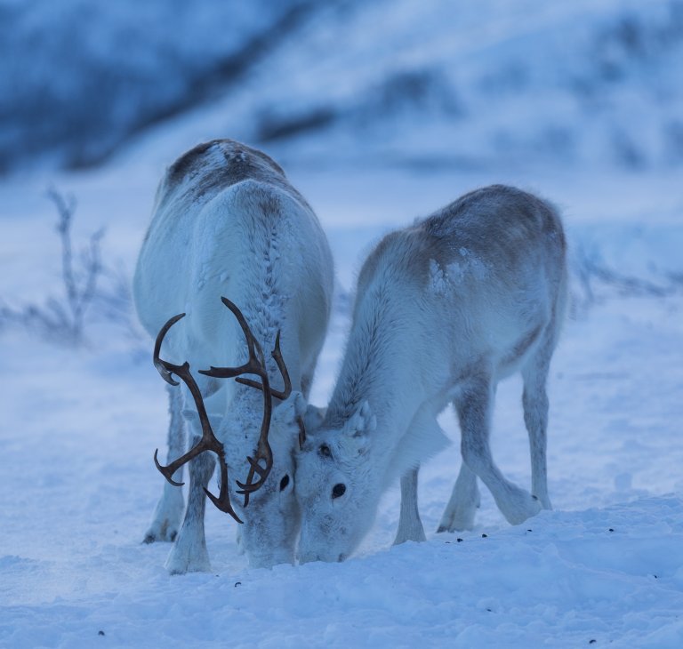 Reindeer 7 - Image Credit - Frank Meissner - UiT.jpg