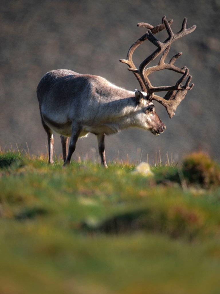 Reindeer 31 - Image Credit Fredrik Markussen - UiT.jpg