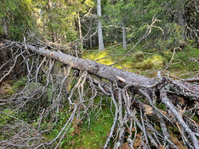 Liggande dødved av gran i ein gammal granskog. Foto: Eivind Handgard