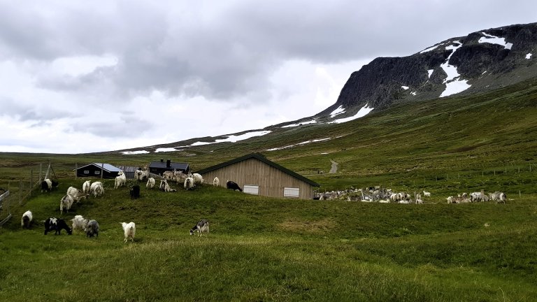 Geiter på Prestholtseter ved Hallingskarvet, Hol. Foto: Morten Günther