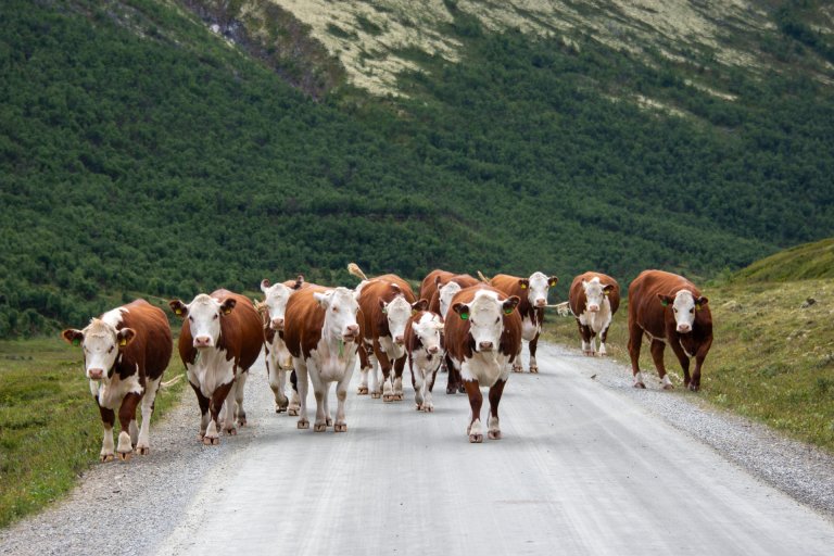 På vei til melking i Grimsdalen, Dovre. Foto: Morten Günther