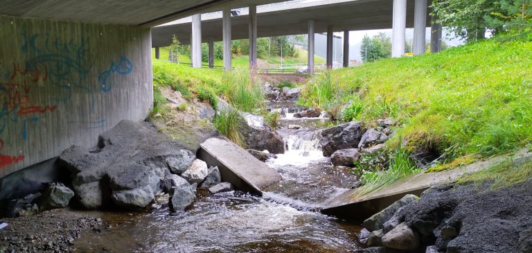 Dælibekken i Bærum har vært lukket og ble senere gjenåpnet og restaurert av Statens vegvesen. Fiskeundersøkelsene høsten 2024 viste at det var bra med sjøørretunger i den restaurerte delen av bekken. Foto: Roger Roseth