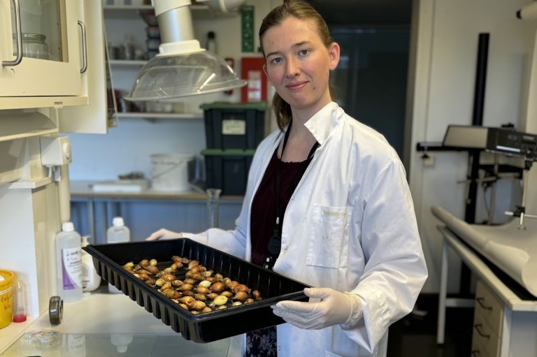 I Norge er det svært begrenset kunnskap om Fusarium-arter som infiserer løk. Nå jobber forskere ved NIBIO blant annet med å utvikle metoder for identifikasjon og diagnostikk av fusariumsopper. Foto: Siri Elise Dybdal