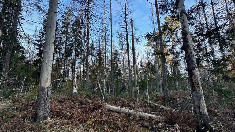 Hovedårsaken det årlige netto CO2-opptaket i skog synker er at hogstvolumet øker og at flere trær blir eldre og dør. Foto: Christian Wilhelm Mohr, NIBIO