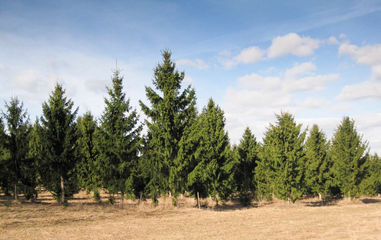 Granplantasje - Stein Tomter