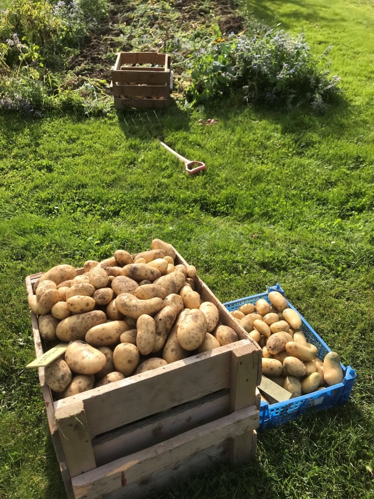 Sharpes expr 2021_kassen til høyre er delvis grønne poteter som er sortert fra matpotetene, og planlegges brukt som neste års settepoteter_Eldrid Lein Molteberg.jpg