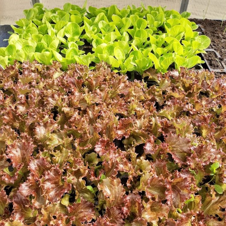 For mange vekster, blant annet salater, kan innendørs forkultivering være nødvendig for å gi dem en god start før de møter livet utenfor. Foto: Tone Aandahl