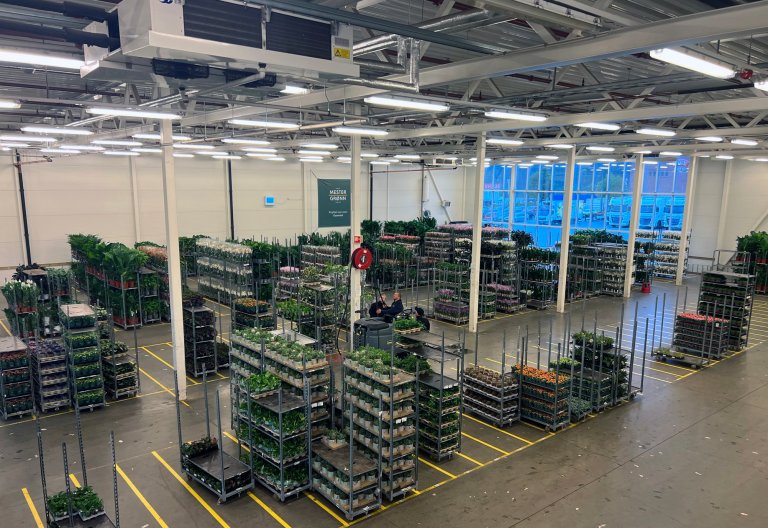 På hovedkontoret til Mester Grønn i Lier kommer det inn blomster og planter fra både inn- og utland for distribusjon til kjedens butikker. Foto: Kathrine Torday Gulden