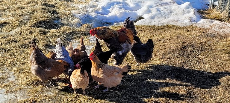 – Det er spennende hvordan alle dyr er mottagelig for læring. Selv en høne er lærevillig med rett motivasjon, sier Jørgensen. Foto: Grete H.M. Jørgensen