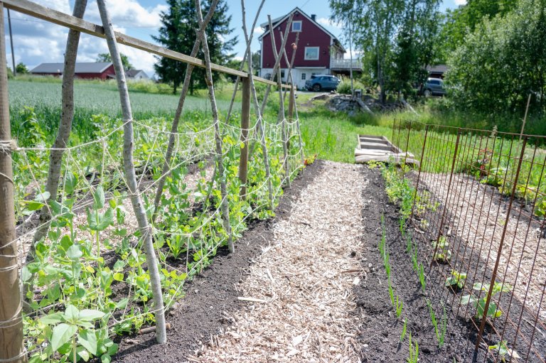Alle disse kjøkkenhage-beddene er laget ved hjelp av trerammen i bakgrunnen på bildet. Den fylles først med to lag med papp nederst for å drepe ugress, deretter fylles rammen med 10 cm kompost, og 10 cm treflis på toppen. Metoden kalles «No dig». Foto: Anette Tjomsland Spilling