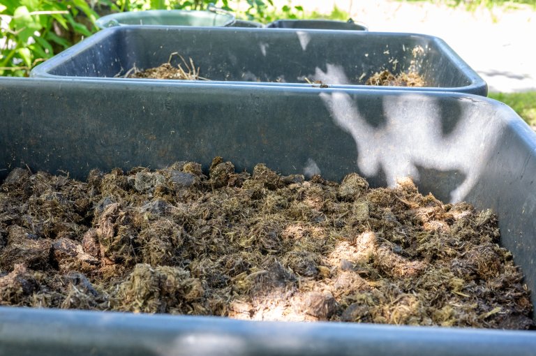 Kompost bør ha 25 til 30 ganger mer karbon enn nitrogen. Hestemøkk har karbon til nitrogenforhold på akkurat 25, så det er en perfekt ingrediens i komposten. Foto: Anette Tjomsland Spilling