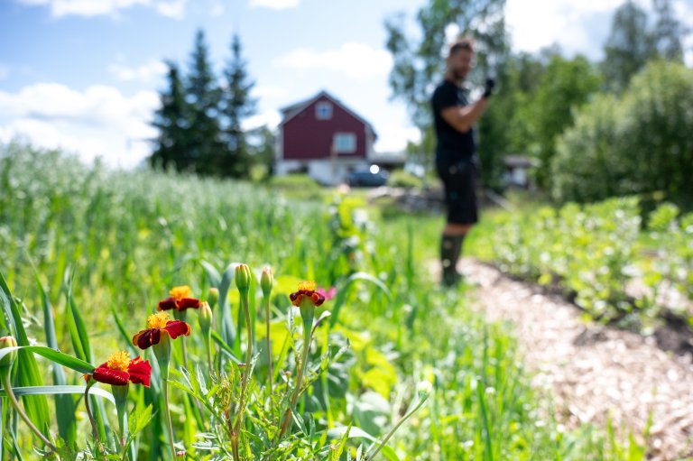Det er mange blomster overalt i hagen, her er tagetes i kjøkkenhagen. Foto: Anette Tjomsland Spilling