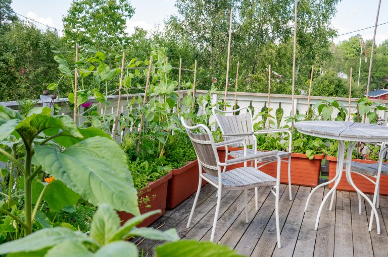 På verandaen er det mange spiselige blomster, som solsikker, grønne erter og langbønner. De vokser til en vegg mot slutten av sesongen. Foto: Anette Tjomsland Spilling