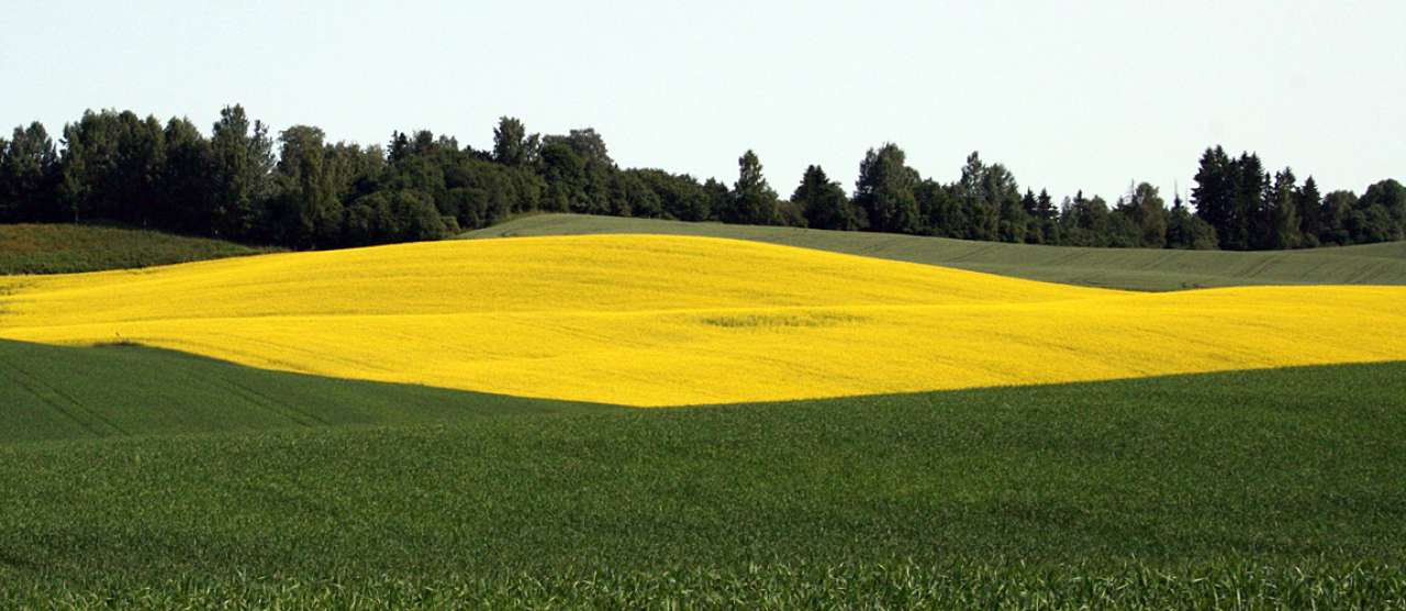 Vekstskifte  oljevekster Romerike Unni Abrahamsen_cropped.jpg