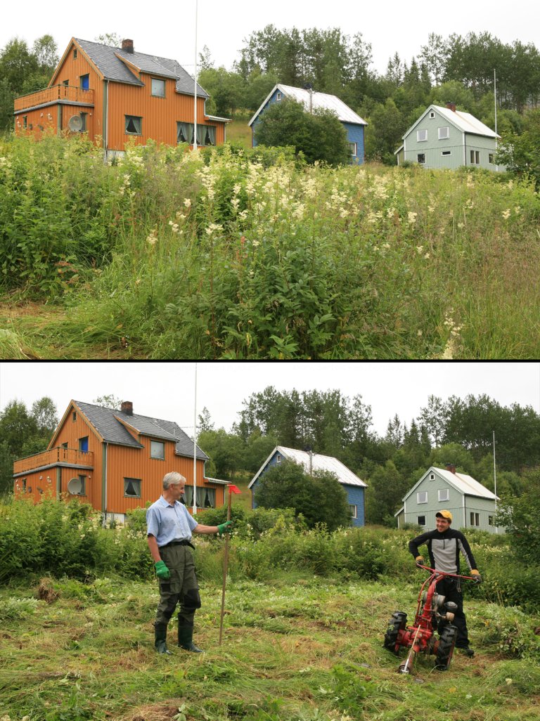 Dette arealet i Sørfold kommune i Troms var i ferd med å gro igjen, men med litt dugnadsarbeid er det mulig å ta arealet i bruk igjen til matproduksjon. Foto: Oskar Puschmann