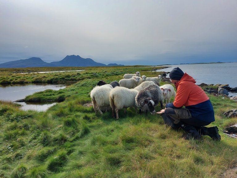 Julematen byggjer på nokre av dei mest berekraftige mattradisjonane vi har. Som sauane våre som krev minimalt med kraftfôr, og som held landskapet ope og gjer om lyng og gras til kjøt og ull. Foto: Liv Jorunn Hind