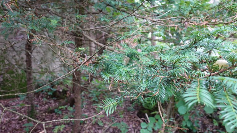 Ved Mærrapanna naturreservat såg forskarane berre brune nåler og skot med angrep. Dette skuldast nok at skaden var observert relativt seint i vekstsesongen. Foto: Venche Talgø