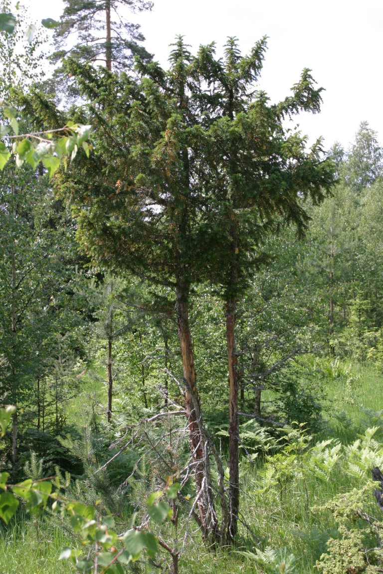 Barlind er vårt mest varmekjære bartre og finst langs kysten frå svenskegrensa til Molde. Dette blir aldri noko stort tre, det veks sakte og blir sjeldan meir enn 10-12 meter høgt. I Eldre Edda blei barlind nemnt som emne for bogar. Veden er uvanleg tung, sterk og elastisk og blir no brukt i møblar og finare snikkararbeid. Foto: John Yngvar Larsson