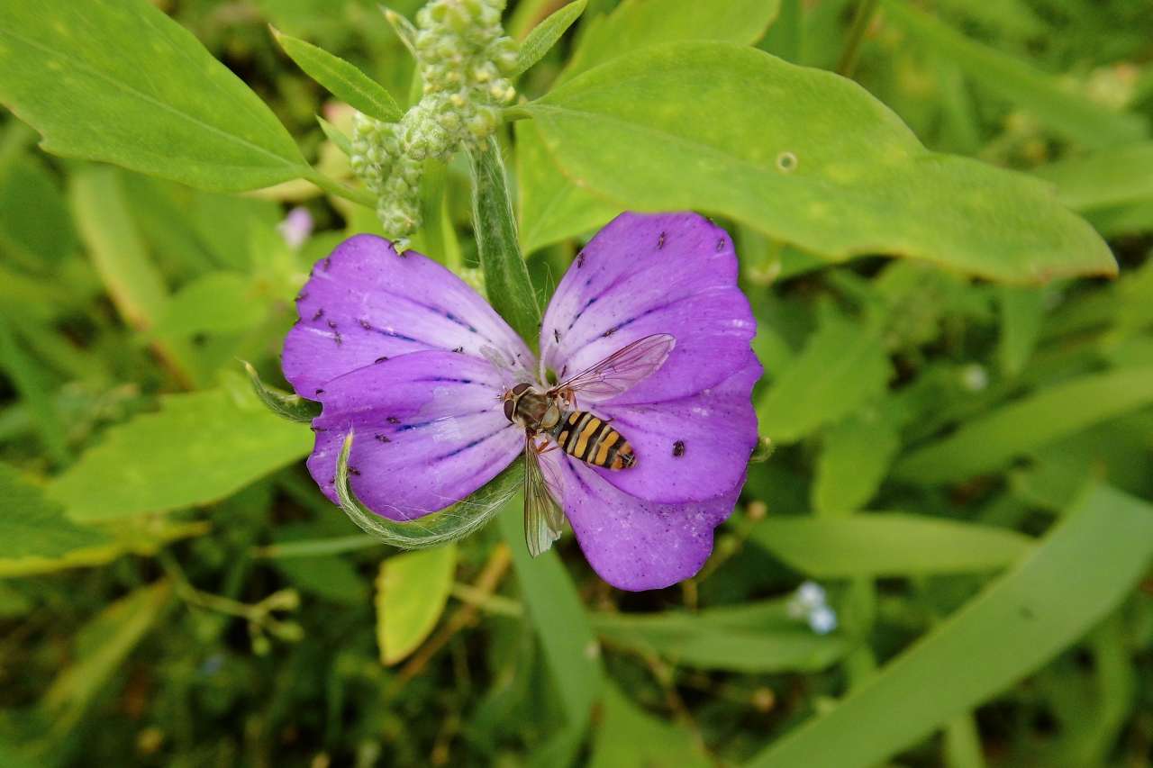 Blomsterflue -voksen_Gunda Thöming_cropped