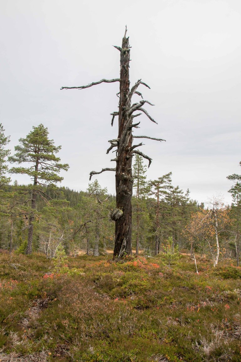 Stående dødved og gamle trær er mer vanlige i verneområdene enn utenfor. Dette er en furugadd i Vikerfjell naturreservat i Ringerike kommune i Viken fylke. En gadd er stående dødved. Foto: John Yngvar Larsson, NIBIO