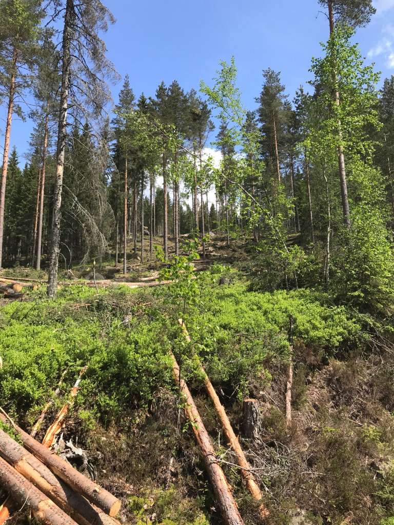 Opprydding snøbrekk skog vinter 2021 - Foto Rune Holmøy Aamold - Statskog.jpg
