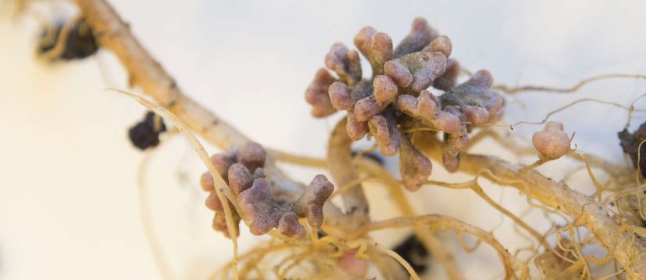 bakterieknoller på røttene av en erteplante_cropped