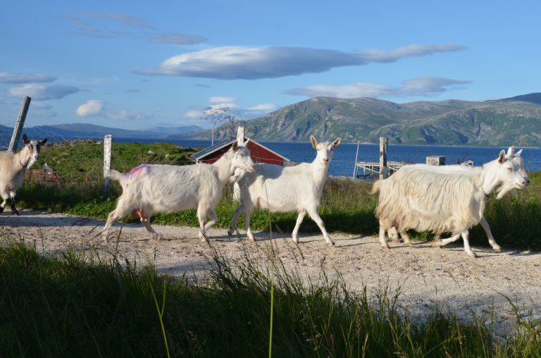 geit_Musvær_Troms_JJ Aarseth.JPG