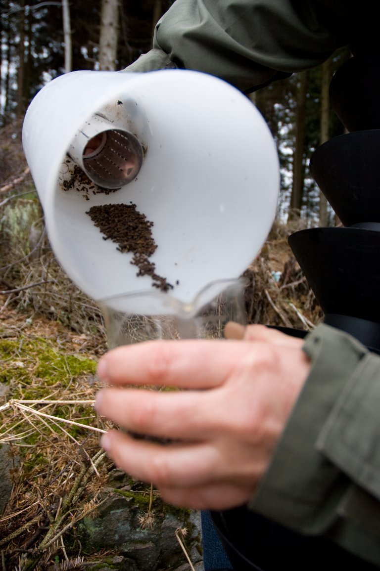 Nå er de siste resultatene fra fjorårets barkbilletelling klare. Og selv om fangsten av barkbiller i 2024 gikk ned i mange norske fylker, er Krokene bekymret for utviklingen på litt lengre sikt. − Det tydeligste mønsteret i barkbilleovervåkingen i 2024 er de høye bille¬fangstene i indre deler av Sør-Norge, sier han. Foto: Lars Sandved Dalen, NIBIO