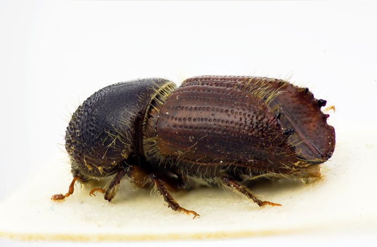 Granbarkbillen er et av ytterst få insekter i Norge som kan ta livet av friske grantrær. Den foretrekker eldre, hogstmodne trær, og er spesielt glad i ensaldrete, volumtette produksjonsskoger. Foto: Lars Sandved Dalen, NIBIO [Karsten Sund, NHM UiO]