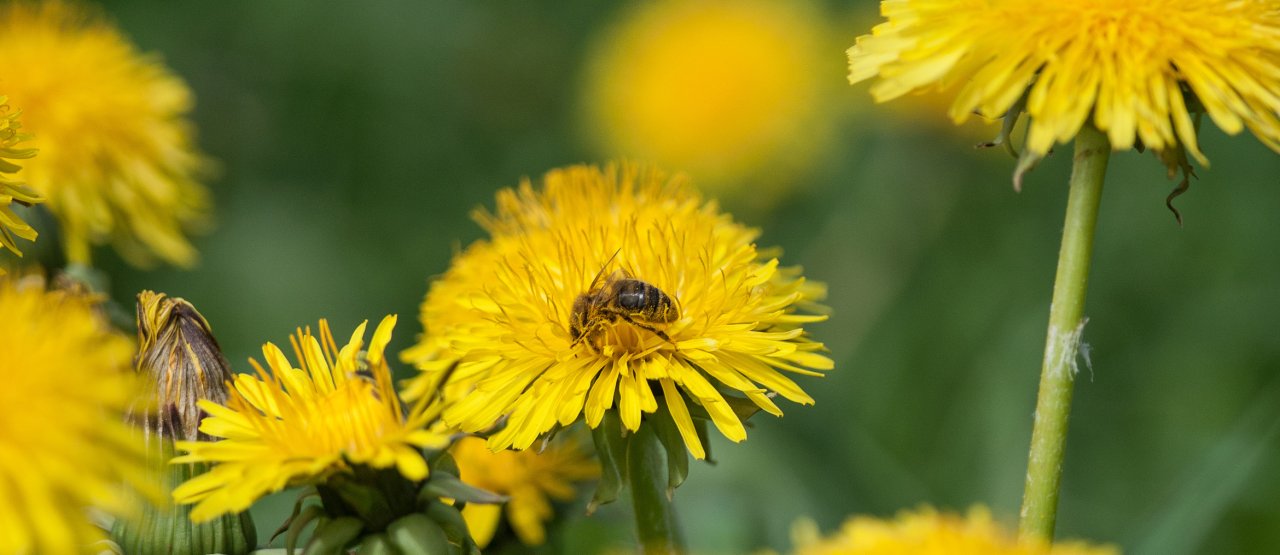 Insektenes pollinering er en av de viktigste tjenestene naturen gir oss.