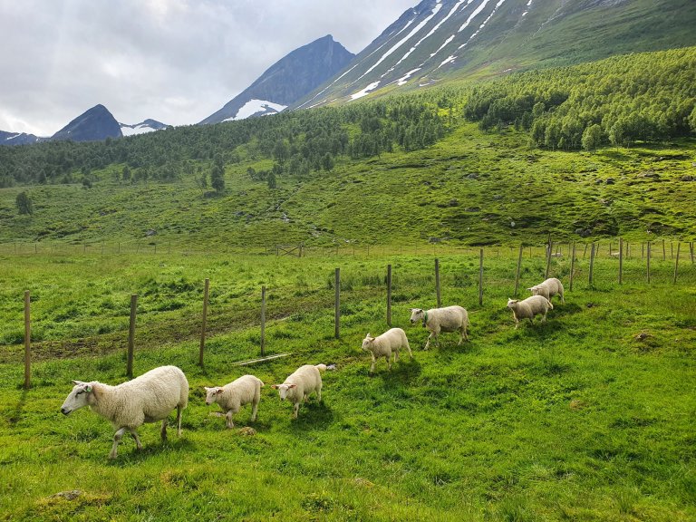 Sau: 67 % av produksjonsinntektene er tilskudd. Foto: Siri Elise Dybdal