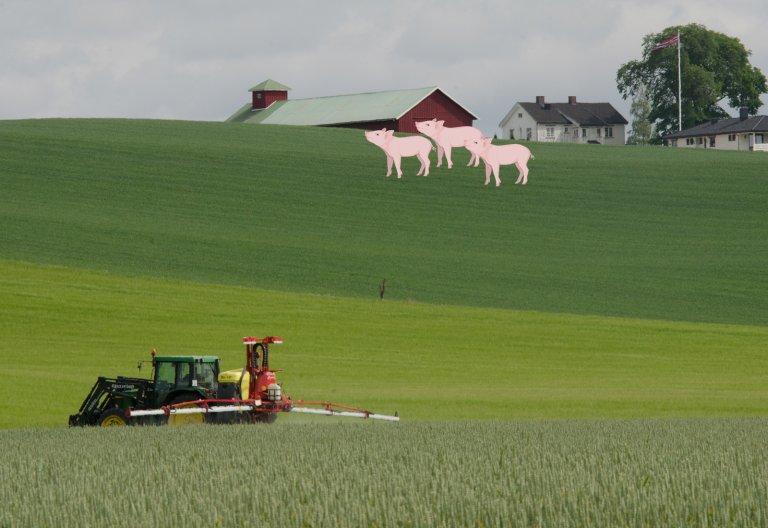 Korn og gris: 9 % av produksjonsinntektene er tilskudd. Foto: Morten Günther