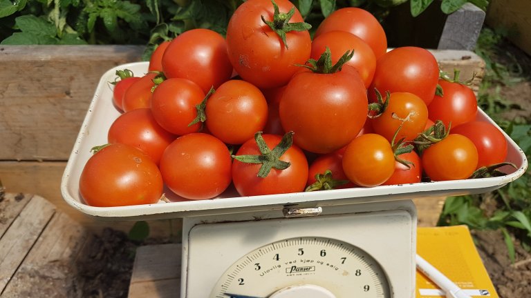 tomater på vekt_asp_cropped.jpg