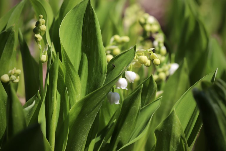 lily-of-the-valley-5104168_1920.jpg