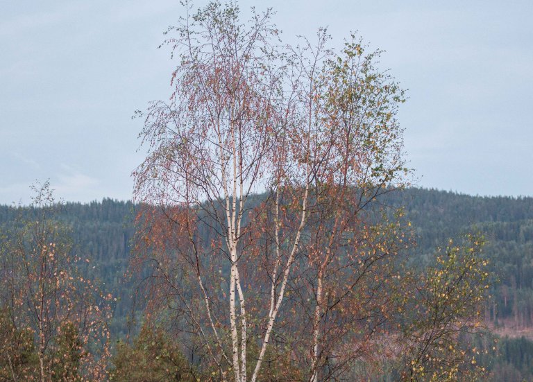I løpet av sommeren 2018 blei mange trær skadd av den langvarige tørken, slik som disse bjørketrærne. Foto: John Yngvar Larsson, NIBIO