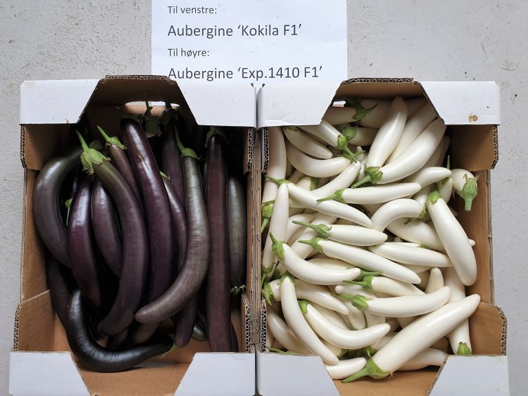 20190718_aubergine sorter høstet_cropped.jpg