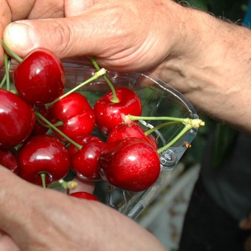 Vil utvida den norske morellsesongen Nibio