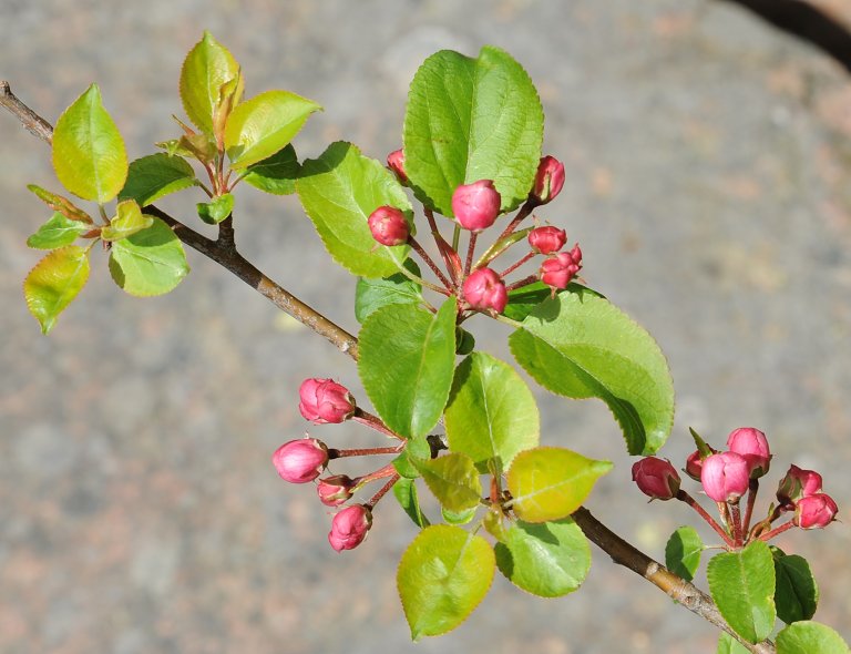 Villeple (Malus sylvestris) er et lite tre som tilhører rosefamilien. I Norge forekommer villeple langs kysten fra Østfold til nord i Trøndelag. Foto: Per Arvid Åsen
