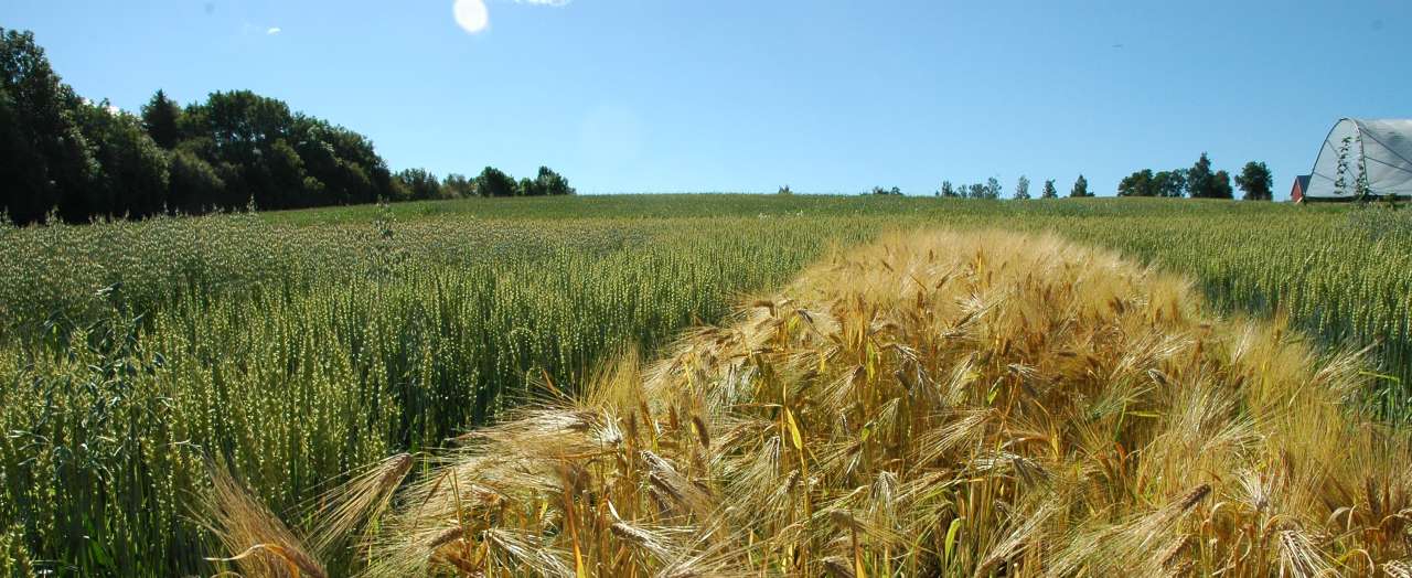 4-17-Kan dyrke mer korn på eksisterende areal_Jon Schärer