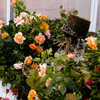 15-44-blomsterrester-20030309ef0014-OK