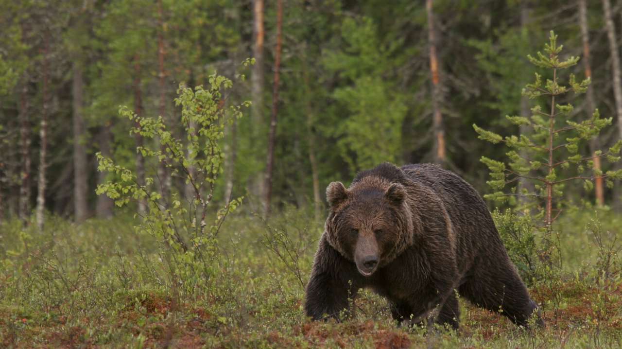 31-46-Finnish brown bear - Photo by Alexander Kopatz-2