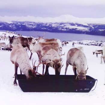 30-23-Ny veileder om fôring av rein-brukt i nyheten- Foto Tom Lifjell