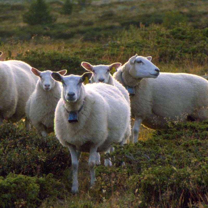 Sau på beite i Børkdalen_Sør-Fron_Yngve Rekdal