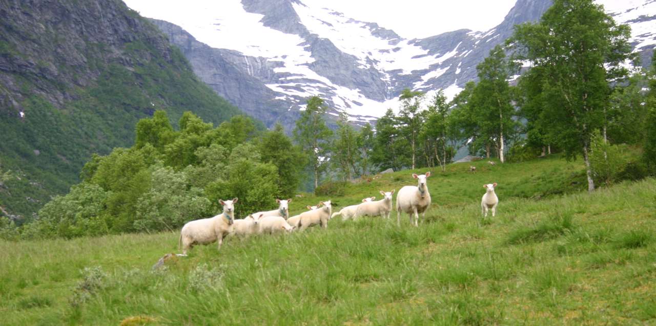 Sauer på utmarksbeite