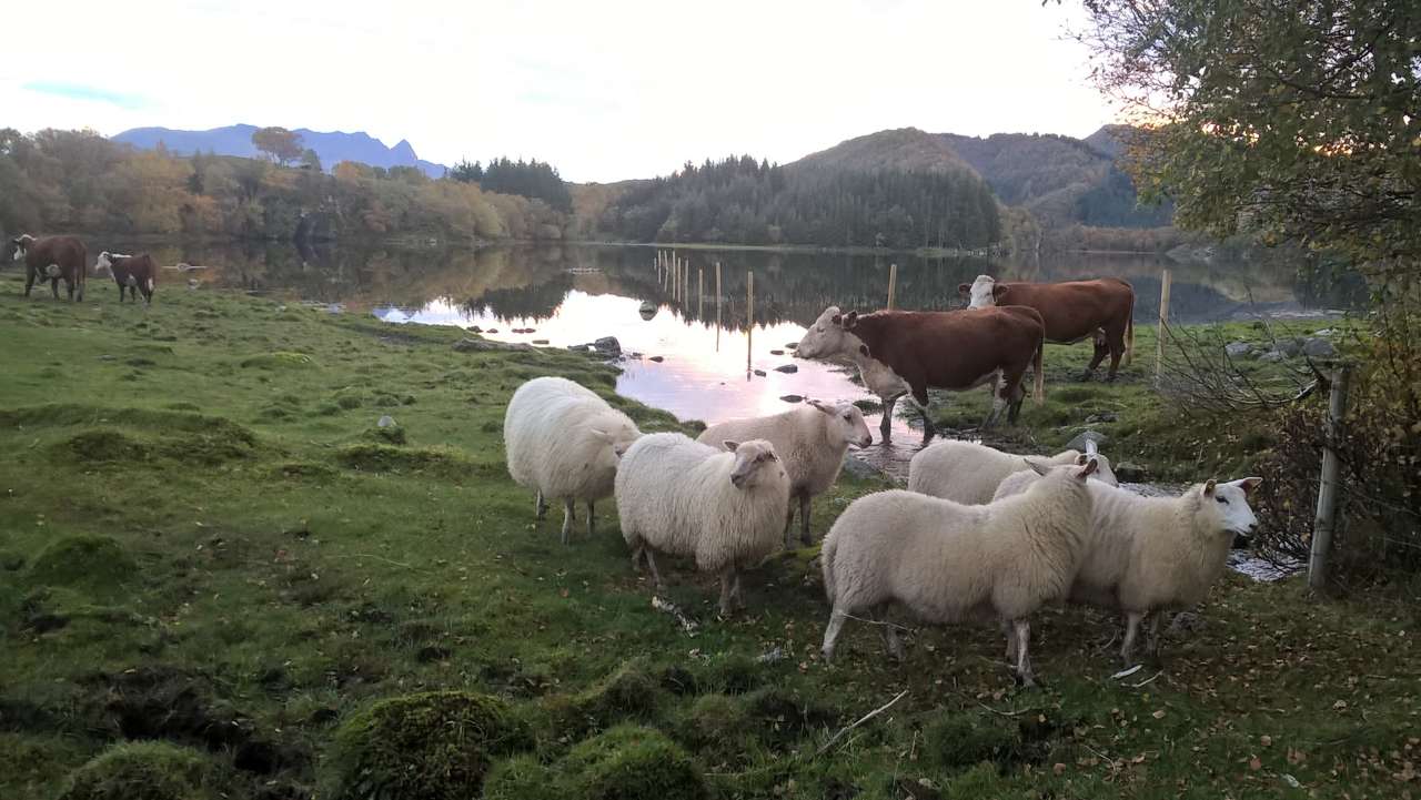 sau og kjøttfe i Dønnas utmark Foto Høberg NIBIO_cropped