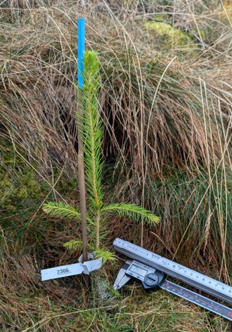 Ane Vollsnes granplante innmåling 2024.jpg